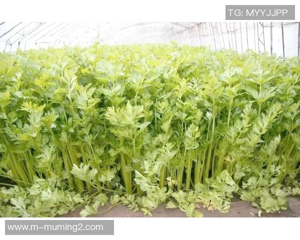 实时新闻科学街舞训练新方法探索提升速度与技巧的全面指南